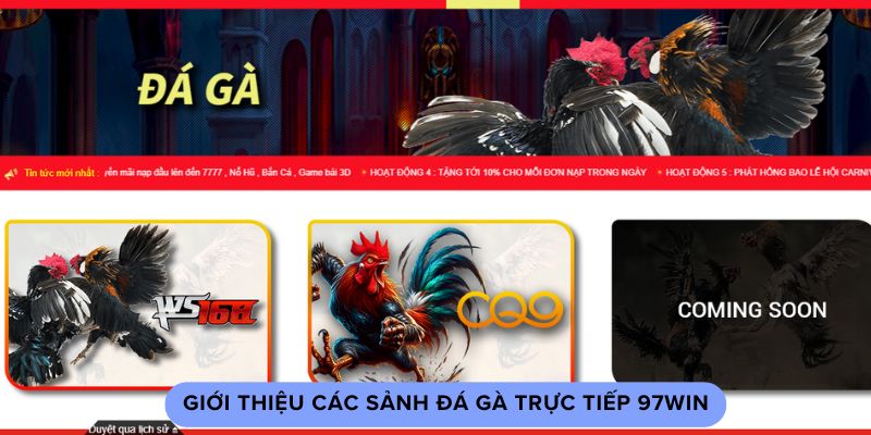 Giới thiệu các sảnh đá gà trực tiếp 97win Giới thiệu các sảnh đá gà trực tiếp 97win